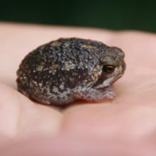 Rain Frog, Bushveld