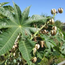Ricinus communis - Castor oil plant