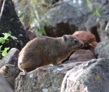 Rock dassie