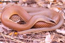Rufous Beaked Snake
