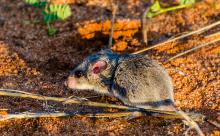 Pouched mouse
