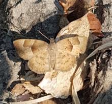 Sarangesa phidyle