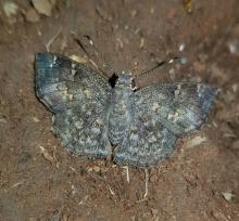 Sarangesa seineri