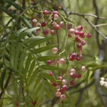 Schinus molle - Pepper tree