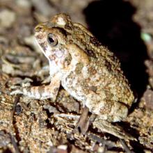 Toad, Western Olive