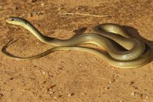 Short-snouted Sand Snake
