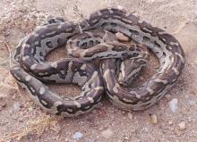 Southern African Python