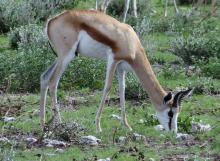Springbok