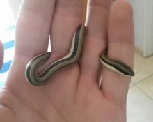 Striped Skaapsteker