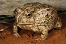 Sand Frog, Tandy's