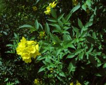 Tecoma stans