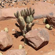 Tephrocactus articulates