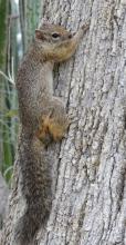 Tree squirrel