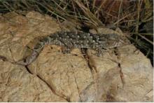 Gecko, Turner's Giant