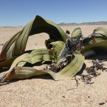 Welwitschia mirabilis