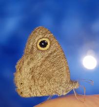 Ypthima asterope