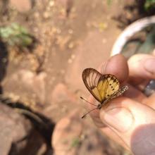 Acraea burni