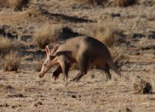 Aardvark