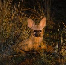Aardwolf