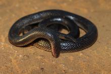 Bibron's Stiletto Snake