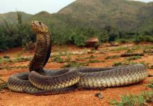 Anchieta's Cobra
