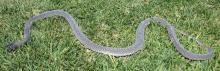 Angola File Snake