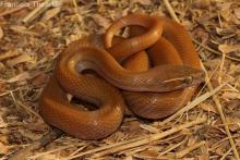 Brown House Snake