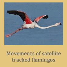 View and download data on recent (SABAP1) and historical distributions, protected status and more for Namibia's birds. See the movements of flamingos fitted with GPS satellite tracking devices under the 'Flight paths for wetland flagships' project.