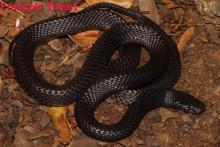 Black File Snake