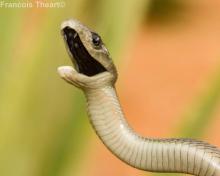 Black Mamba