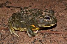 Bullfrog, Giant