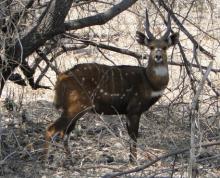 Bushbuck