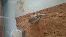 Bushveld elephant shrew