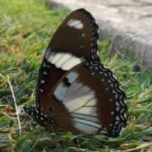 Hypolimnas misippus