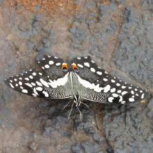 Papilio demodocus