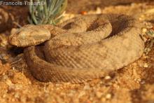 Desert Mountain Adder