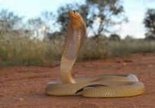 Cape Cobra