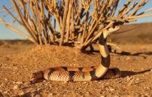 Cape Coral Shield Cobra
