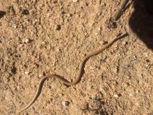 Black-headed Centipede-eater