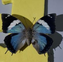 charaxes bohemani