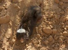 Damara mole rat