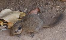 Dassie rat