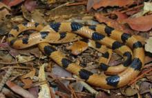 Eastern Tiger Snake