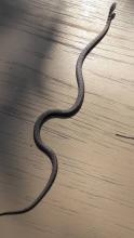 Eastern Bark Snake