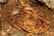 Rhombic or Plain Egg-eater