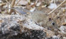 Rock elephant shrew