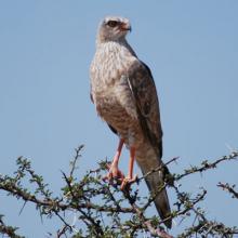 Gabar Goshawk