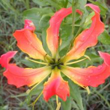 Gloriosa superba