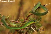 Green Water Snake