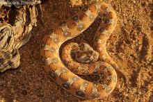Horned Adder